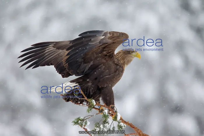  : White-Tailed Eagle adult