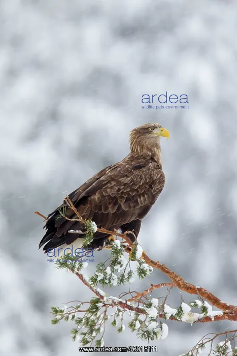  : White-Tailed Eagle adult