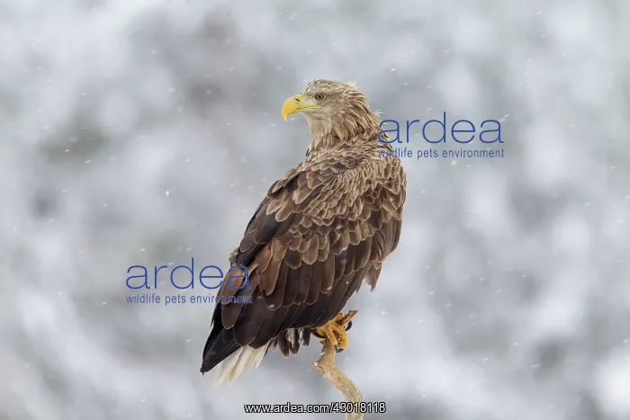  : White-Tailed Eagle adult