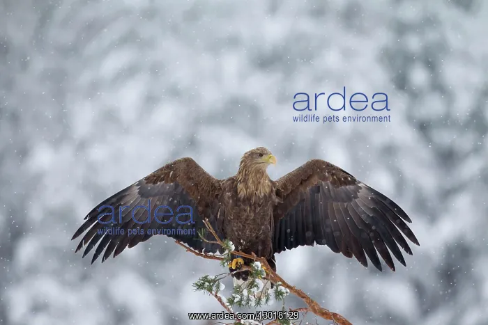  : White-Tailed Eagle adult