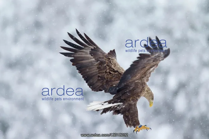  : White-Tailed Eagle adult bird in flight