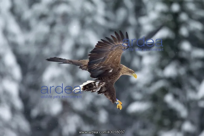  : White-Tailed Eagle adult bird in flight