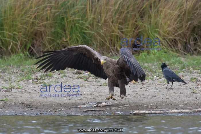 : White-Tailed Eagle - adult eagle with a fish - Germany : White-Tailed Eagle - adult eagle with a fish - Germany