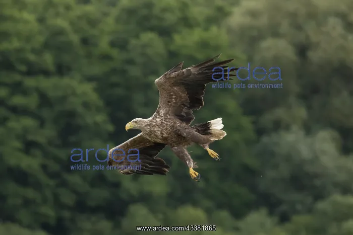 : White-Tailed Eagle - adult eagle in flight - Germany : White-Tailed Eagle - adult eagle in flight - Germany