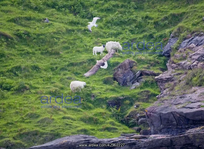 : White-tailed Eagle - Adult in flight past sheep : White-tailed Eagle - Adult in flight past sheep
