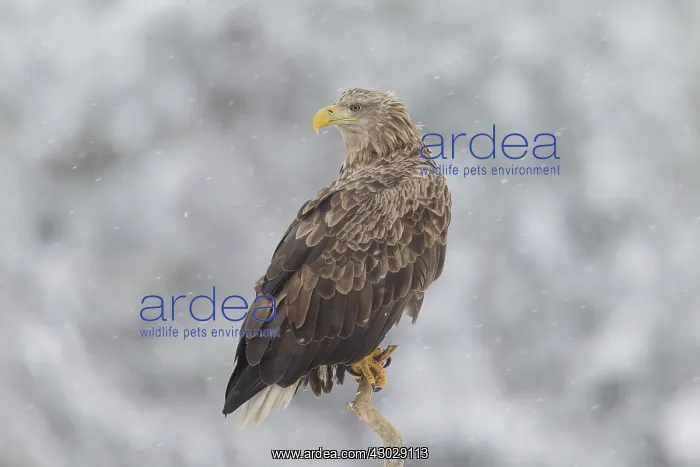 : White-Tailed Eagle - adult resting on branch - Sweden : White-Tailed Eagle - adult resting on branch - Sweden