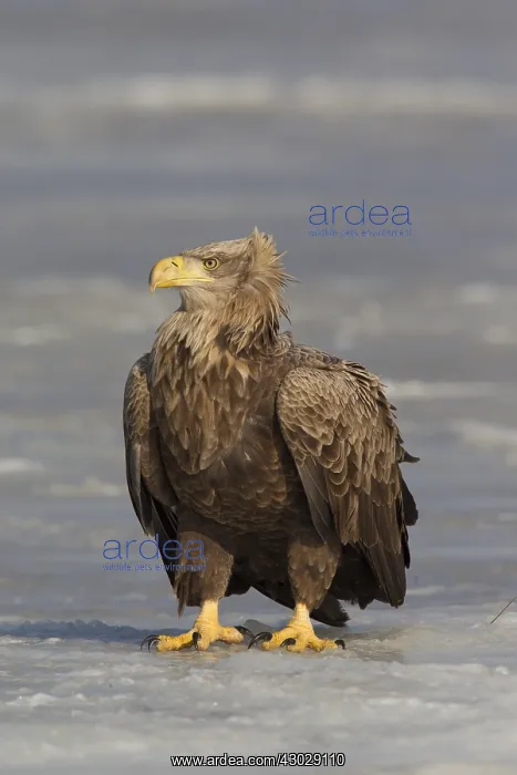 : White-Tailed Eagle - adult sitting on ice - Germany : White-Tailed Eagle - adult sitting on ice - Germany