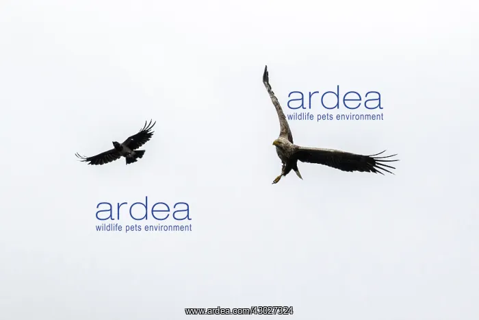 : White-tailed Eagle - attacked by Hooded Crow - Scotland : White-tailed Eagle - attacked by Hooded Crow - Scotland