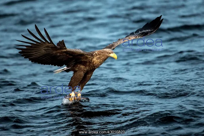  : White-tailed Eagle catching fish