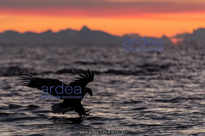  : White-tailed Eagle catching fish at sunset