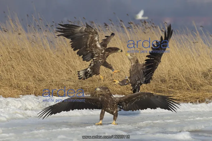 : White-Tailed Eagle - eagles fighting - Germany : White-Tailed Eagle - eagles fighting - Germany