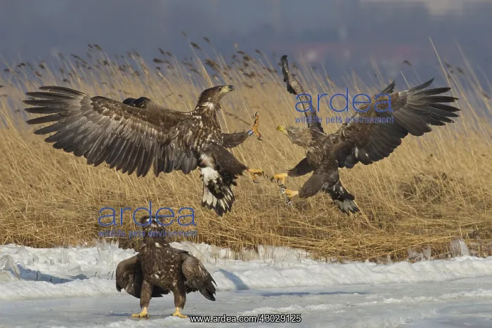  : White-Tailed Eagle - eagles fighting - Germany