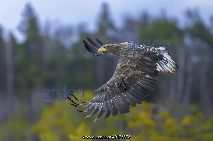 : White-tailed eagle, Eurasian sea eagle : White-tailed eagle, Eurasian sea eagle