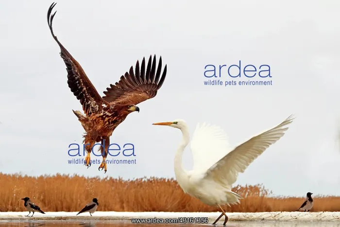 : White-tailed Eagle face Great Egret on Snow : White-tailed Eagle face Great Egret on Snow