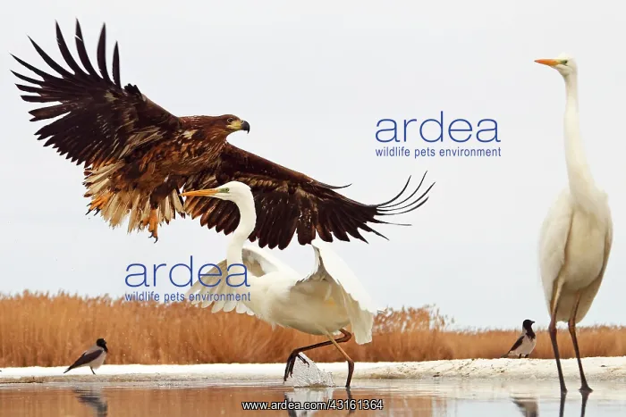 : White-tailed Eagle face Great Egret on Snow : White-tailed Eagle face Great Egret on Snow