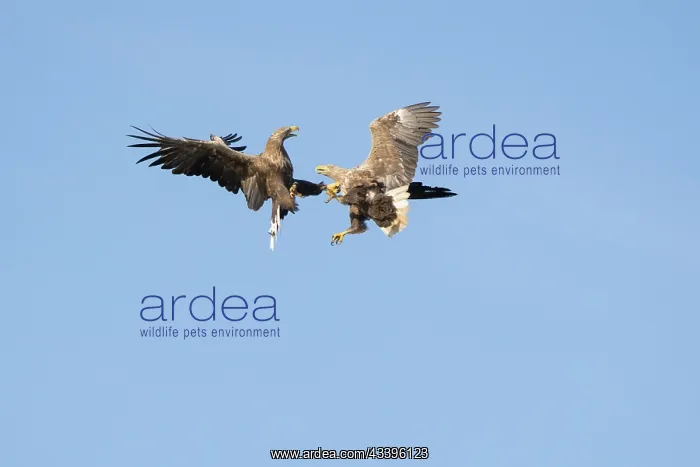 : White-Tailed Eagle fight : White-Tailed Eagle fight