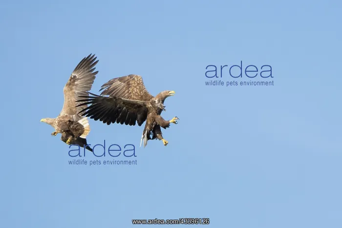 : White-Tailed Eagle fight : White-Tailed Eagle fight