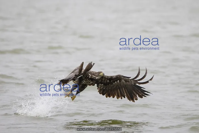 : White-Tailed Eagle fish : White-Tailed Eagle fish