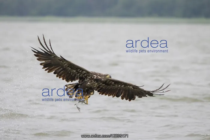 : White-Tailed Eagle fish : White-Tailed Eagle fish