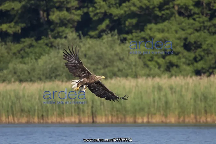 : White-Tailed Eagle fish : White-Tailed Eagle fish