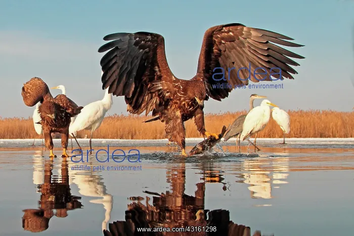 : White-tailed Eagle and fish with Great Egrets and : White-tailed Eagle and fish with Great Egrets and