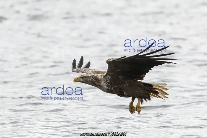 : White-Tailed Eagle - fishing - Isle of Mull, Scotland : White-Tailed Eagle - fishing - Isle of Mull, Scotland