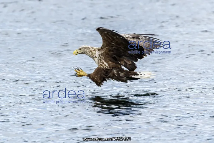 : White-Tailed Eagle - fishing - Isle of Mull, Scotland : White-Tailed Eagle - fishing - Isle of Mull, Scotland