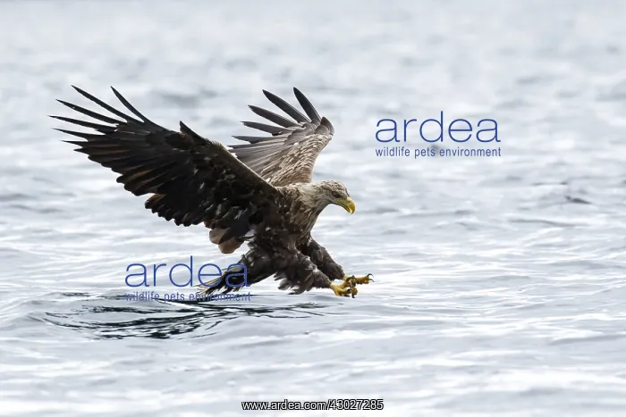 : White-Tailed Eagle - fishing - Isle of Mull, Scotland : White-Tailed Eagle - fishing - Isle of Mull, Scotland
