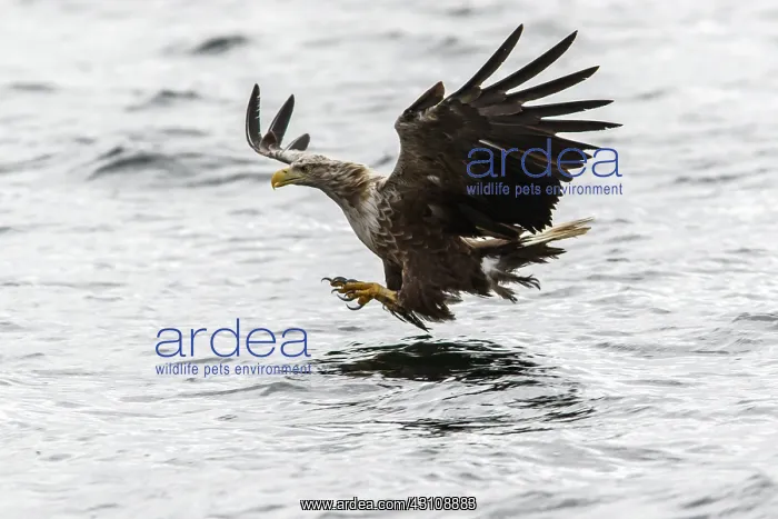 : White-Tailed Eagle - fishing - Isle of Mull, Scotland : White-Tailed Eagle - fishing - Isle of Mull, Scotland