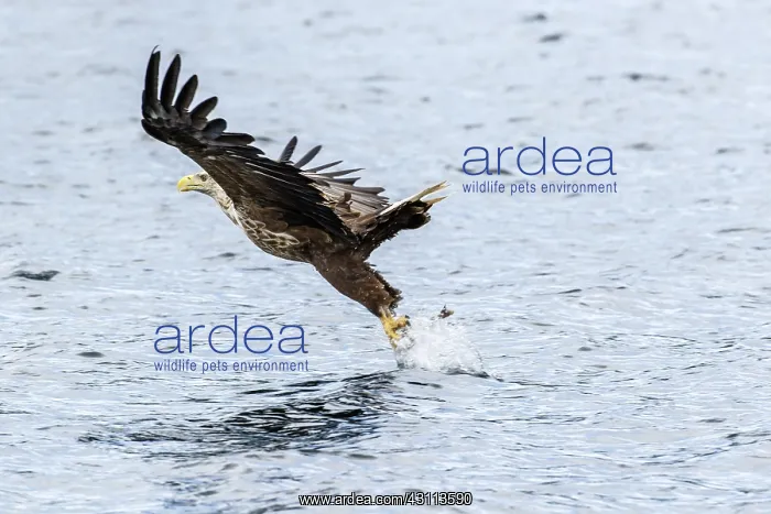 : White-Tailed Eagle - fishing - Isle of Mull, Scotland : White-Tailed Eagle - fishing - Isle of Mull, Scotland