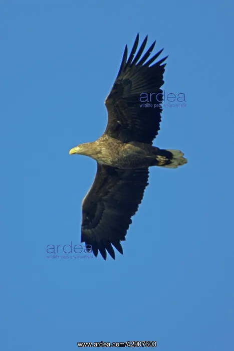 : White-Tailed Eagle - In flight : White-Tailed Eagle - In flight