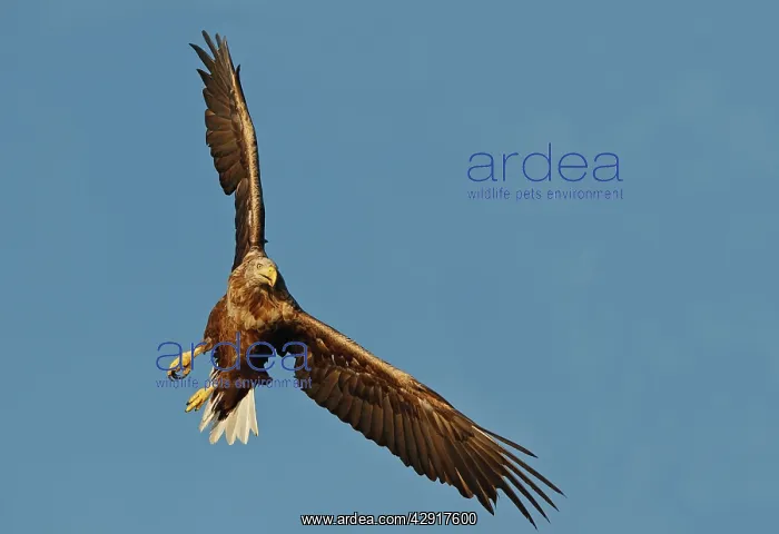 : White-tailed Eagle - in flight : White-tailed Eagle - in flight