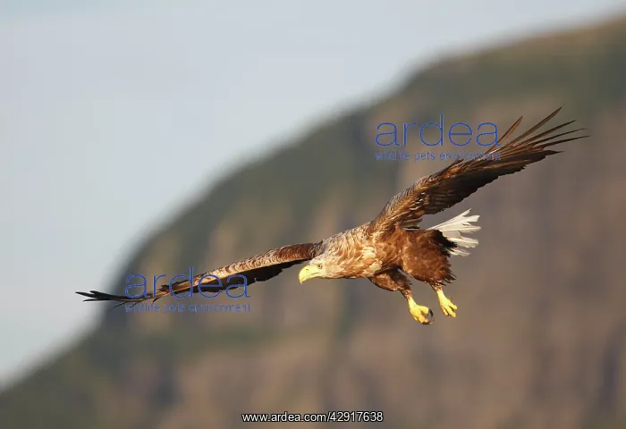 : White-tailed Eagle - in flight : White-tailed Eagle - in flight