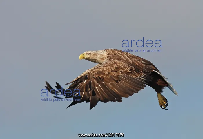 : White-tailed Eagle - in flight : White-tailed Eagle - in flight
