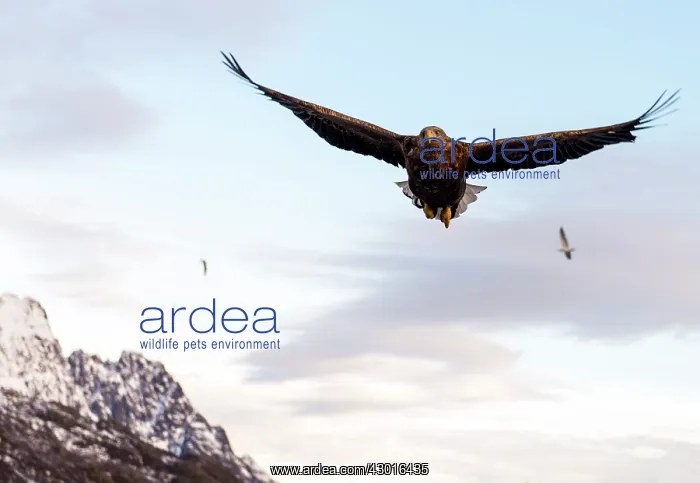  : White-tailed Eagle in flight