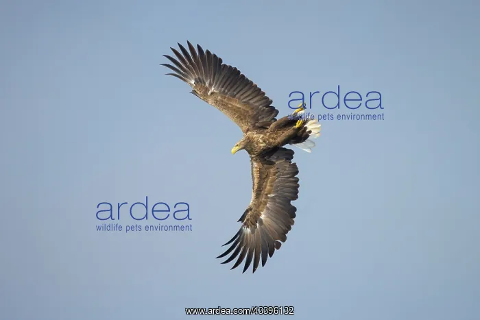 : White-Tailed Eagle flight : White-Tailed Eagle flight