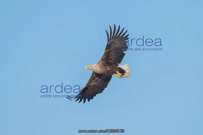 : White-Tailed Eagle flight : White-Tailed Eagle flight