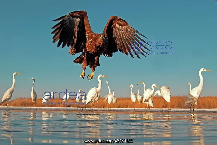 : White-tailed Eagle in flight above face of the Great : White-tailed Eagle in flight above face of the Great