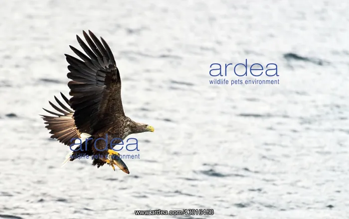 : White-tailed Eagle in flight with fish prey : White-tailed Eagle in flight with fish prey