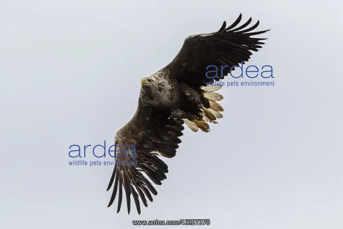 : White-Tailed Eagle - in flight - Isle of Mull, Scotland : White-Tailed Eagle - in flight - Isle of Mull, Scotland