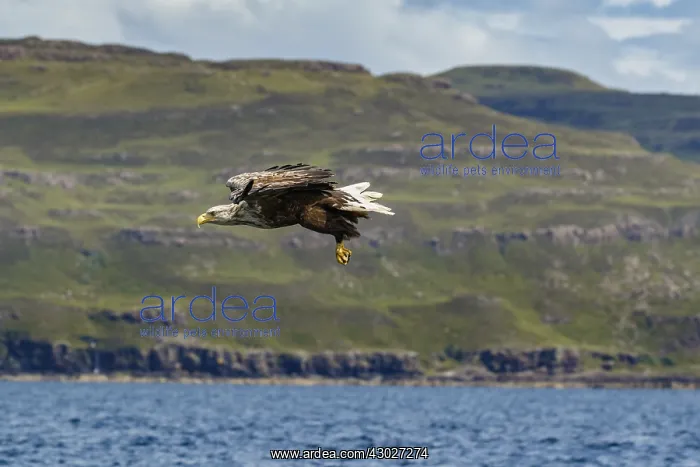 : White-Tailed Eagle - in flight - Isle of Mull, Scotland : White-Tailed Eagle - in flight - Isle of Mull, Scotland
