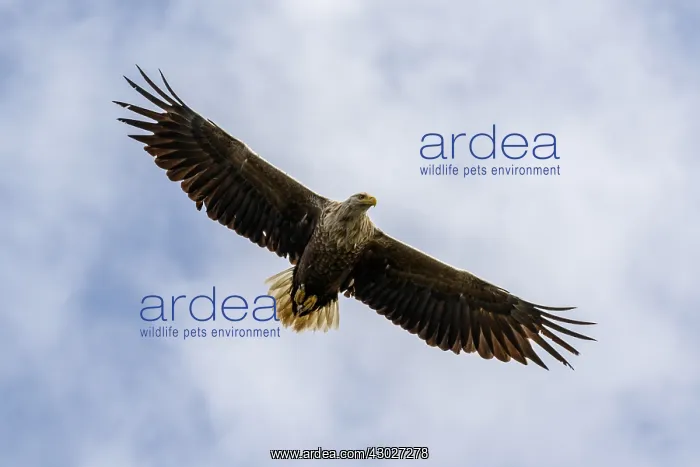 : White-Tailed Eagle - in flight - Isle of Mull, Scotland : White-Tailed Eagle - in flight - Isle of Mull, Scotland