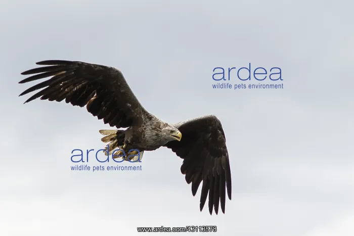 : White-Tailed Eagle - in flight - Isle of Mull, Scotland : White-Tailed Eagle - in flight - Isle of Mull, Scotland