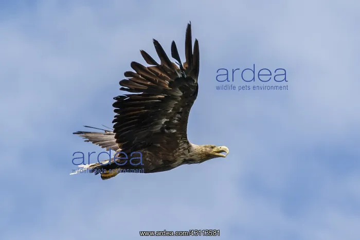 : White-Tailed Eagle - in flight - Isle of Mull, Scotland : White-Tailed Eagle - in flight - Isle of Mull, Scotland