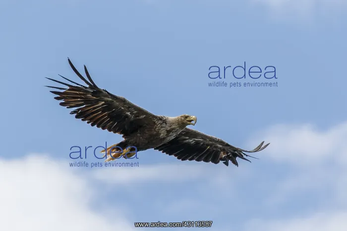 : White-Tailed Eagle - in flight - Isle of Mull, Scotland : White-Tailed Eagle - in flight - Isle of Mull, Scotland