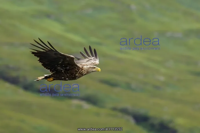 : White-Tailed Eagle - in flight - Isle of Mull, Scotland : White-Tailed Eagle - in flight - Isle of Mull, Scotland