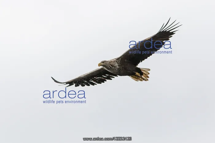 : White-Tailed Eagle - in flight - Isle of Mull, Scotland : White-Tailed Eagle - in flight - Isle of Mull, Scotland