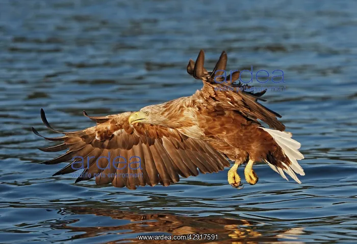 : White-tailed Eagle - in flight about to land in : White-tailed Eagle - in flight about to land in