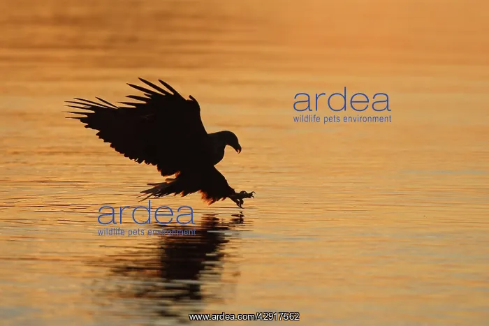 : White-tailed Eagle - in flight landing in water : White-tailed Eagle - in flight landing in water