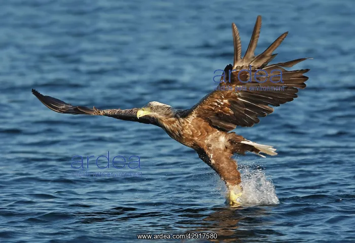 : White-tailed Eagle - in flight landing in water : White-tailed Eagle - in flight landing in water